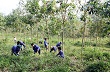 Mường La phát triển cao su gắn với xây dựng nông thôn mới 